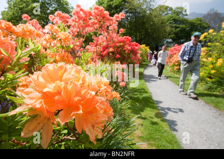 Azaleas flowering in the garden of Brantwood House, the home of John Ruskin the artist, on the shores of Coniston Water. Stock Photo