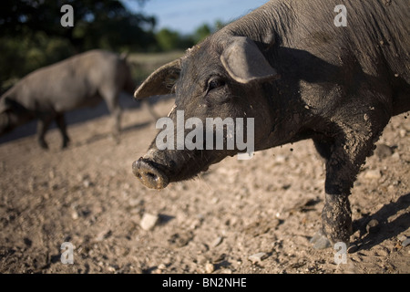 Spanish Iberian pigs, the source of Iberico ham known as pata negra, walk in the countryside Stock Photo