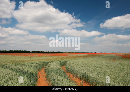 Tractor tracks through a field of wheat and poppies in the English countryside Stock Photo