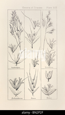 Botanical print from Manual of Botany of the Northern United States, Asa Gray, 1889. Plate XII, Genera of Grasses. Stock Photo
