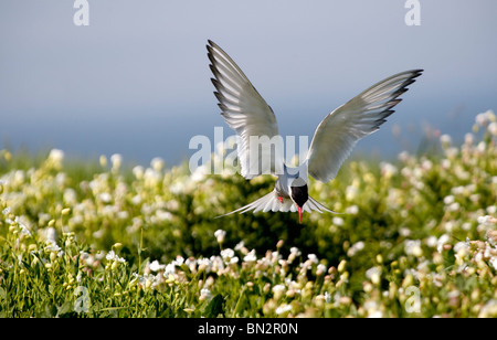 Arctic Tern Sterna paradisaea  in flight hovering over wild flowers on Inner Farne part of the Farne Islands in on the Northumberland coast. Stock Photo