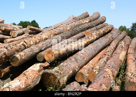 tree trunks of fir tree lengthened on the ground Stock Photo