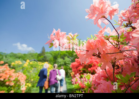 Azaleas flowering in the garden of Brantwood House, the home of John Ruskin the artist, on the shores of Coniston Water. Stock Photo