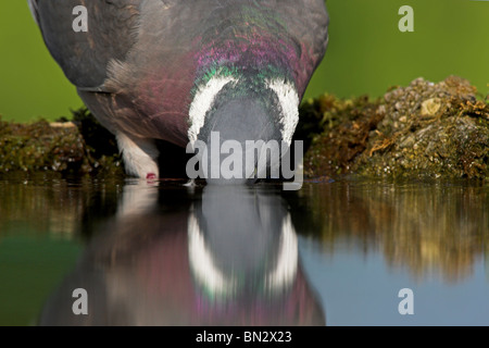 wood pigeon (Columba palumbus), drinking from a quiet water, Germany, Rhineland-Palatinate Stock Photo