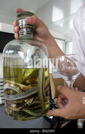 snake in alcohol, Guilin, China Stock Photo