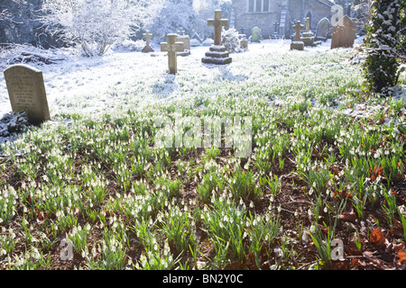 Snowdrops in snow in the corner of the churchyard at St John the Baptist church in the Cotswold village of Edge, Gloucestershire Stock Photo