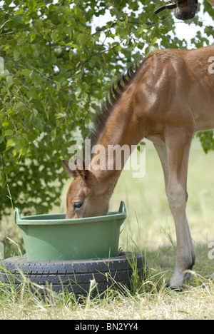 drinking foal Stock Photo