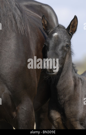 black horse Stock Photo