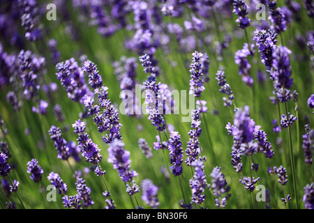 Close up of Lavender spikes flowering in a lavender field, England, UK Stock Photo