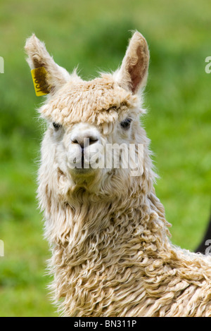Alpaca; Vicugna pacos Stock Photo