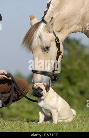 horse and dog Stock Photo - Alamy