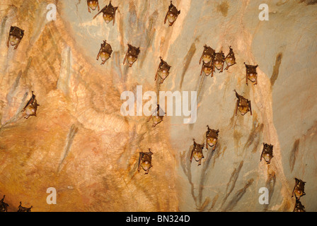 Vampire bats hanging on a cave ceiling in Khao Sok National Park, Thailand Stock Photo