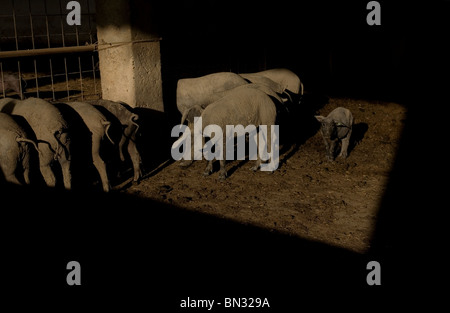 Spanish Iberian pigs, the source of Iberico ham known as pata negra, in Prado del Rey, Sierra de Cadiz,  Andalusia, Spain Stock Photo