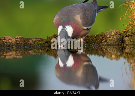 wood pigeon (Columba palumbus), drinking from a quiet water, Germany, Rhineland-Palatinate Stock Photo