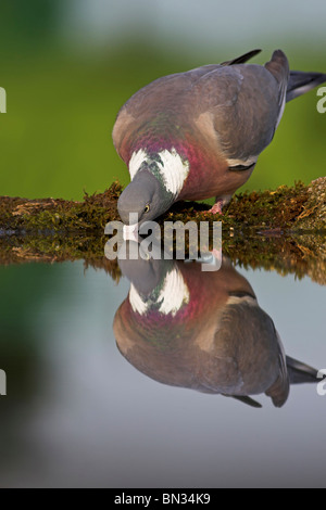 wood pigeon (Columba palumbus), drinking from a quiet water, Germany, Rhineland-Palatinate Stock Photo