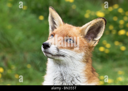 An adult suckling female Fox - close up shot of the head Stock Photo