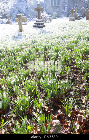 Snowdrops in snow in the corner of the churchyard at St John the Baptist church in the Cotswold village of Edge, Gloucestershire Stock Photo