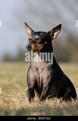 English Toy Terrier Stock Photo