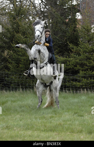 rearing Andalusian Horse Stock Photo