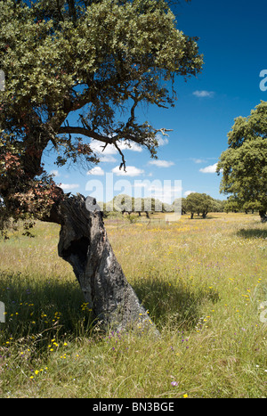 Oak trees of the dehesa near Jaraiceijo, Extremadura, Spain Stock Photo