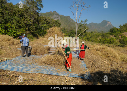 Lisu people harvesting fields near Dao city, hill tribe, near Chiang Mai, Thailand, Asia Stock Photo