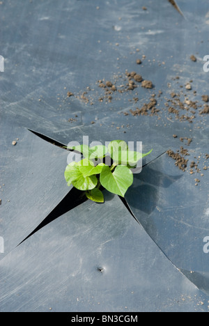 Planting young Sweet Potato (Ipomoea batatas) plants through black plastic on an allotment. South Yorkshire, England. Stock Photo