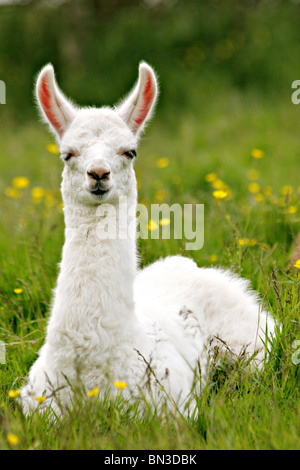 Llama lying on a flower meadow Stock Photo