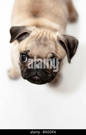 Puppy, pug, begging Stock Photo