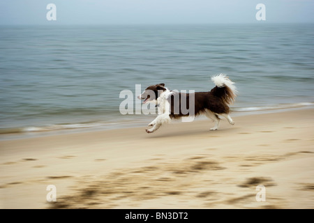 Border Collie running along sandy beach, Sylt, Germany, side view Stock Photo