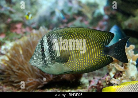 Red Sea sailfin tang (Zebrasoma desjardinii), side view Stock Photo