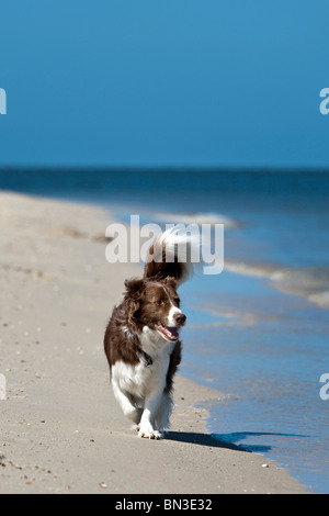 Border Collie running along sandy beach, Sylt, Germany Stock Photo