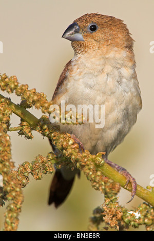 African Silverbill (Lonchura cantans) sitting on a twig Stock Photo