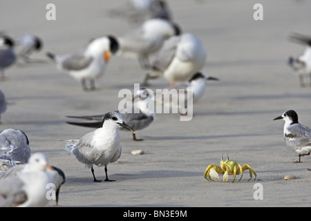 Sandwich Terns (Sterna sandvicensis) and a crab on the beach Stock Photo