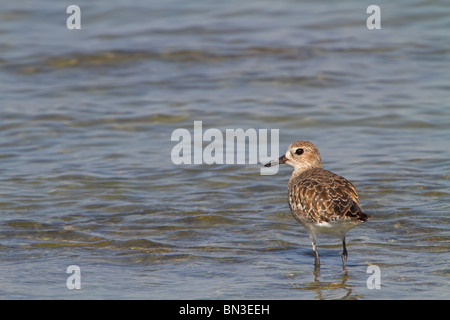 Grey Plover (Pluvialis squatarola) standing in shallow water Stock Photo