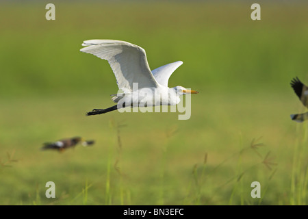 Cattle Egret (Bubulcus ibis) flying over grass Stock Photo