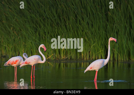 Pink flamingos (Phoenicopterus ruber roseus) standing in water, side view Stock Photo
