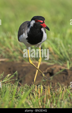 Red-wattled Lapwing (Vanellus indicus) standing on grass Stock Photo