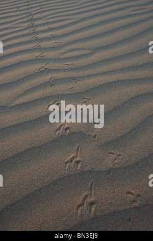 Tracks in the sand, elevated view Stock Photo
