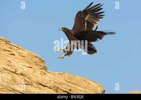 Greater Spotted Eagle (Aquila clanga) landing on a rock, low angle view Stock Photo