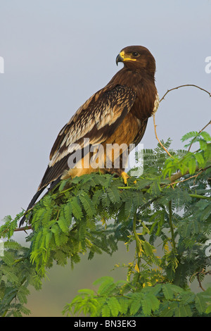 Greater Spotted Eagle (Aquila clanga) sitting on a branch, low angle view Stock Photo