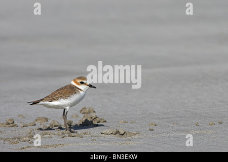 Kentish Plover (Charadrius alexandrinus), side view Stock Photo