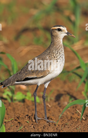 Sociable Plover (Vanellus gregarius) standing on a field, close-up Stock Photo