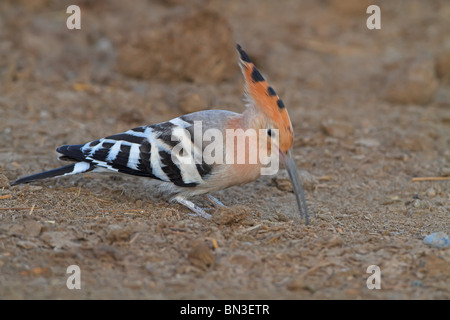 Hoopoe (Upupo epops) foraging on the ground, side view Stock Photo