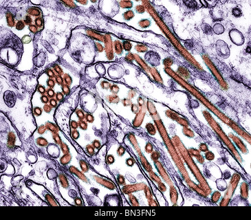 TEM (transmission electron micrograph) of Avian influenza A H5N1 viruses (seen in brown) grown in MDCK cells (seen in purple) Stock Photo