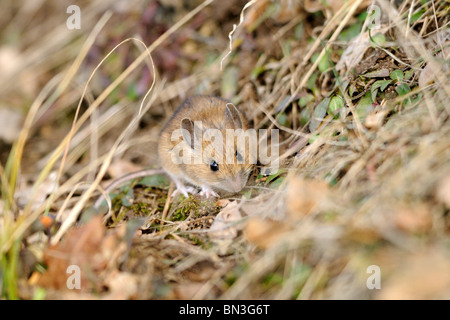 Wood mouse (Apodemus sylvaticus) sitting on forest soil, Bavaria, Germany, slanted Stock Photo