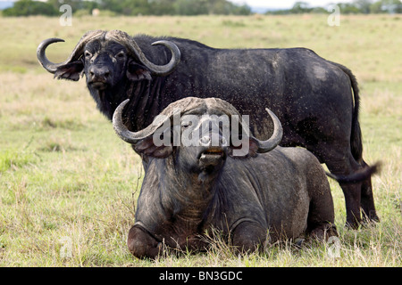 Two Cape buffalos (Syncerus caffer), Masai Mara National Reserve, Kenya Stock Photo