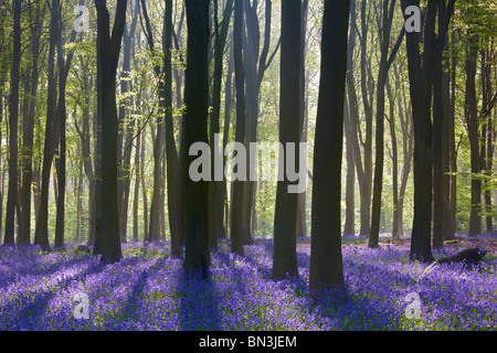 Sunlight streaming through the trees during Spring highlighting a carpet of bluebells on the woodland floor Stock Photo