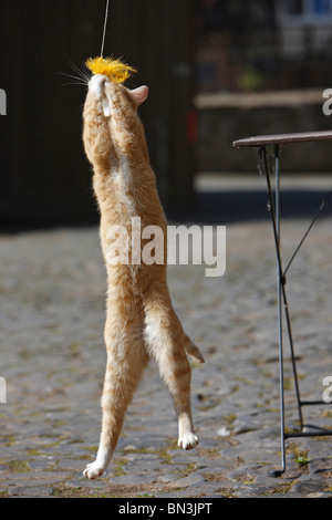 domestic cat, house cat, European Shorthair (Felis silvestris f. catus), red tomcat jumping after a cat rod, Germany Stock Photo