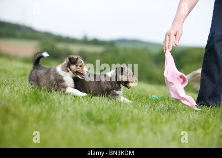 Shetland Sheepdog (Canis lupus f. familiaris), two puppies running after a hanky, Germany Stock Photo