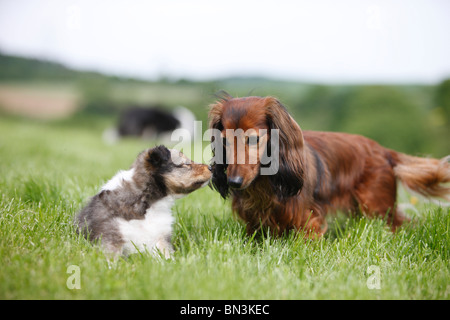 Shetland Sheepdog (Canis lupus f. familiaris), puppy with Long-haired Dachshund, Germany